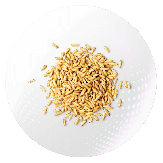 Fermented Rice Germ Extract